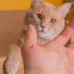 Cắn và cào là những hành vi bản năng của mèo
