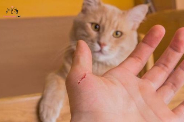 Cắn và cào là những hành vi bản năng của mèo
