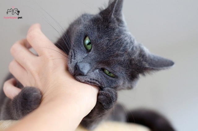 Mèo cắn, cào là một vấn đề phổ biến khiến nhiều người nuôi mèo đau đầu