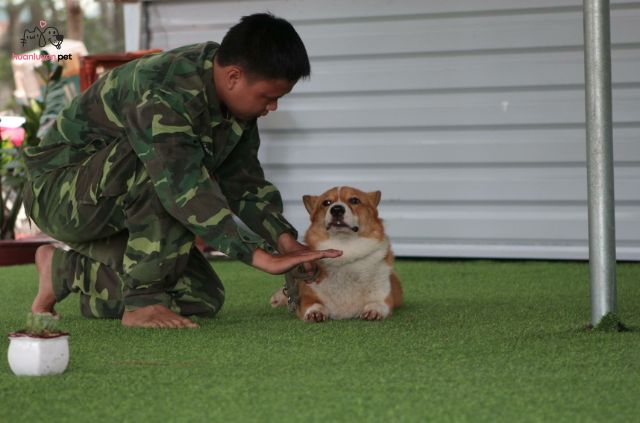 Nên huấn luyện chó từ khi nào là câu hỏi khiến nhiều người băn khoăn